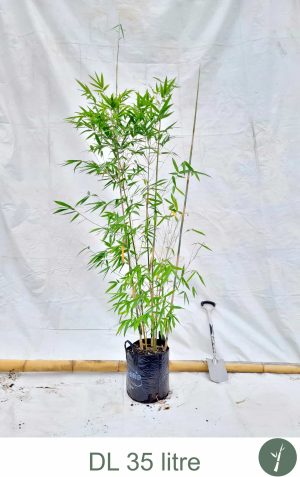 doli_gallery_final (1)