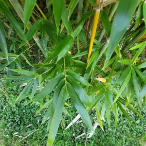 doli_gallery_final (10)