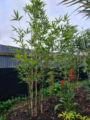 doli_gallery_final (11)