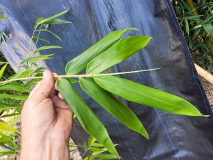 doli_gallery_final (12)