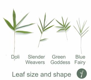 doli_gallery_final (13)