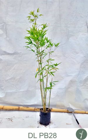 doli_gallery_final (2)