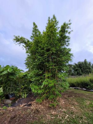 doli_gallery_final (3)