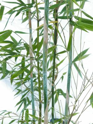 doli_gallery_final (4)