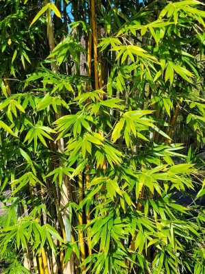 doli_gallery_final (5)