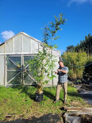 doli_gallery_final (6)