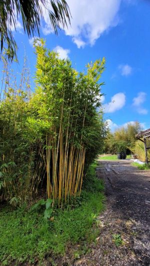 doli_gallery_final (7)