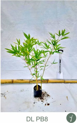 doli_gallery_final (8)