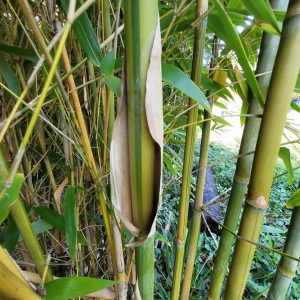 doli_gallery_final (9)