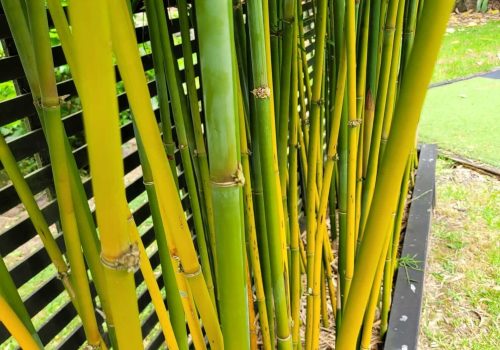 slender_weavers-gallery (28)