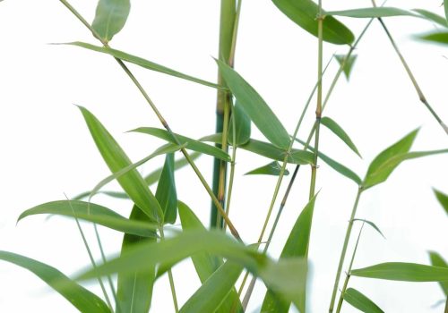 slender_weavers-gallery (39)